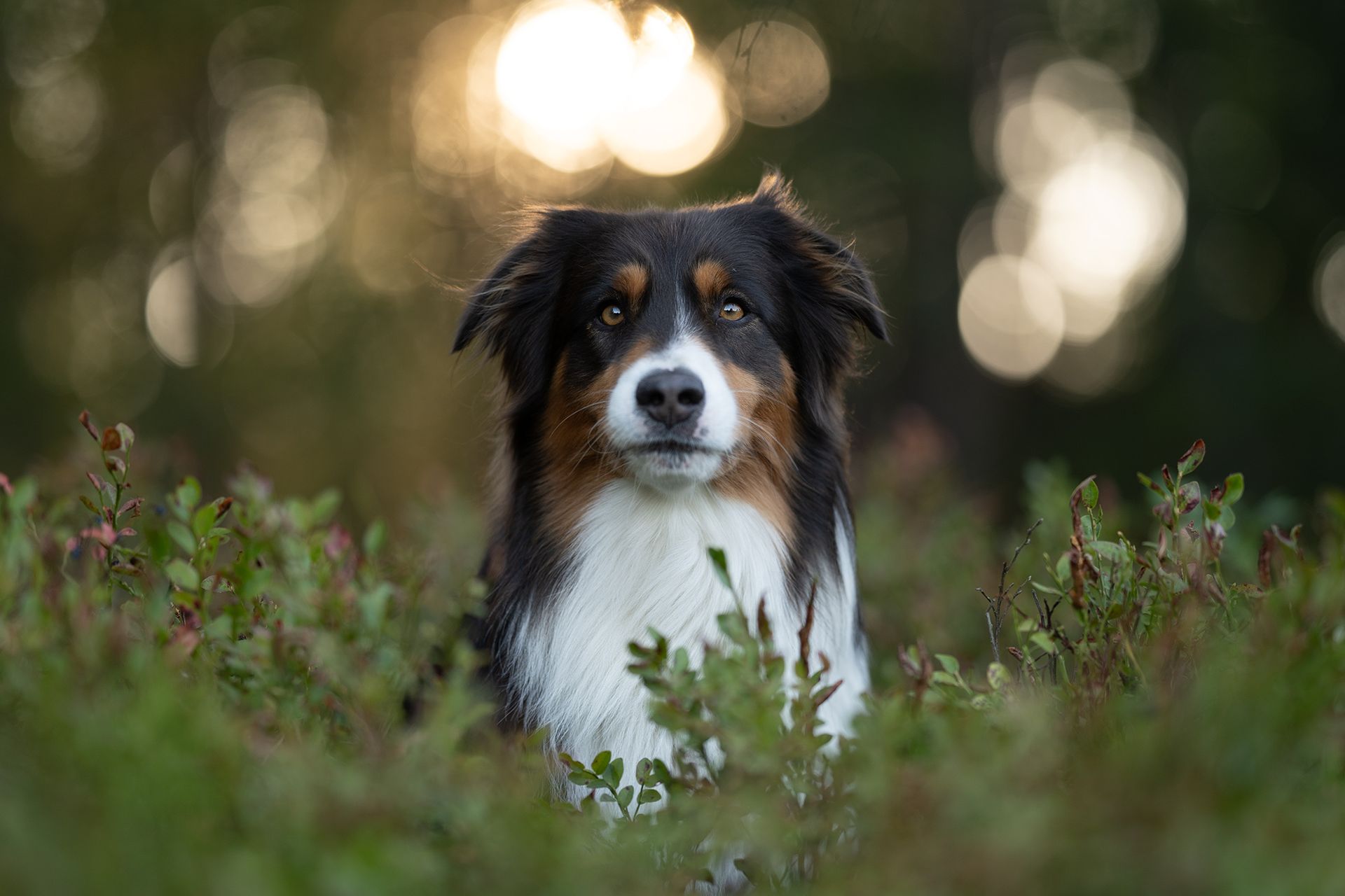 Vorher Bild, Australian Shepherd im Wald. Unbearbeitete Rohaufnahme.