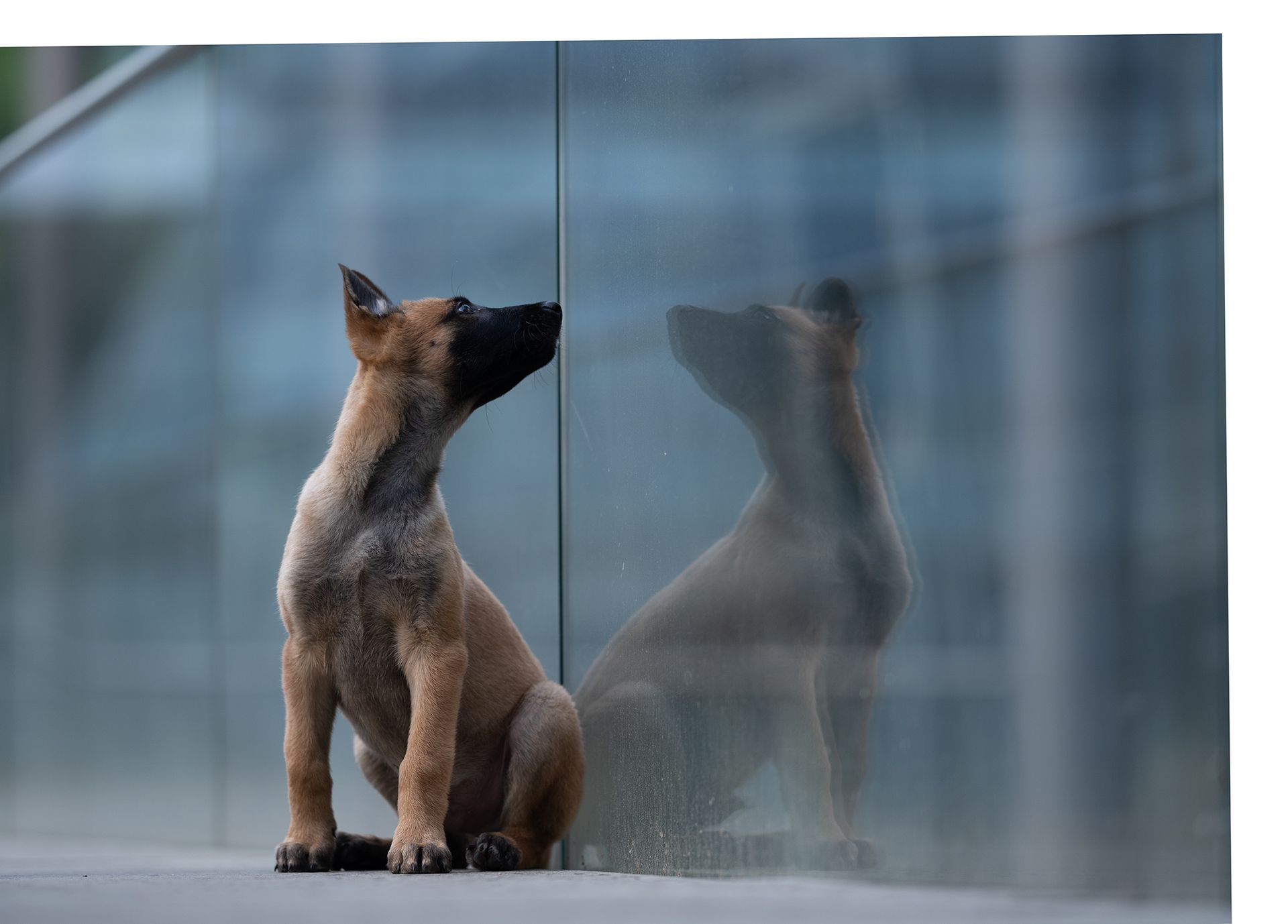 Vorher Bild, urbanes Foto eines Malinois-Welpe vor einem Glasgeländer. Unbearbeitete Rohaufnahme.