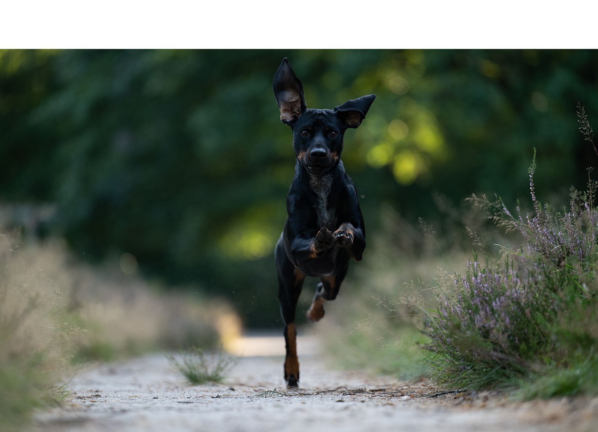 Vorher Bild, junger Hund rennt durch eine Heide. Unbearbeitete Rohaufnahme.