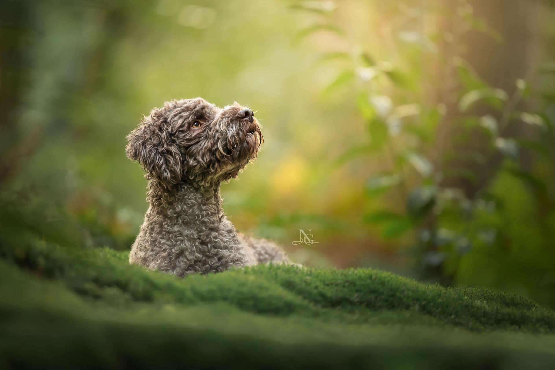 Lagotto im Moosbett