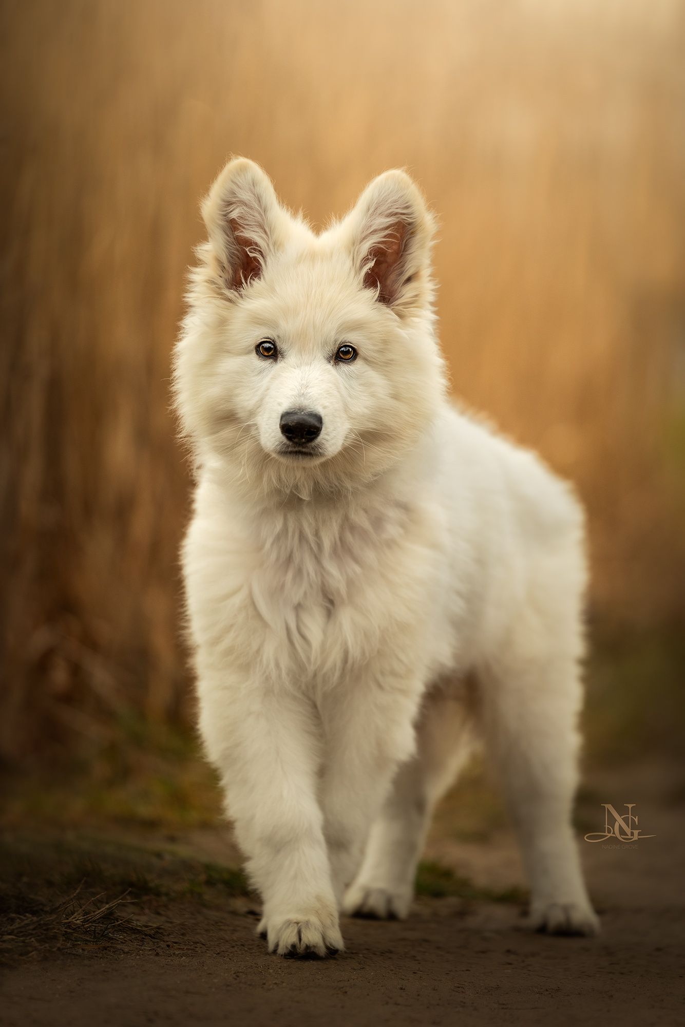 Hochwertiges Outdoor-Portrait eines Weißen Schweizer Schäferhund-Welpen.