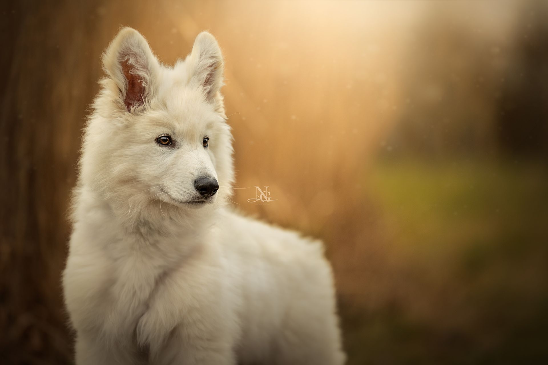 Hochwertiges Outdoor-Portrait eines Weißen Schweizer Schäferhund-Welpen.