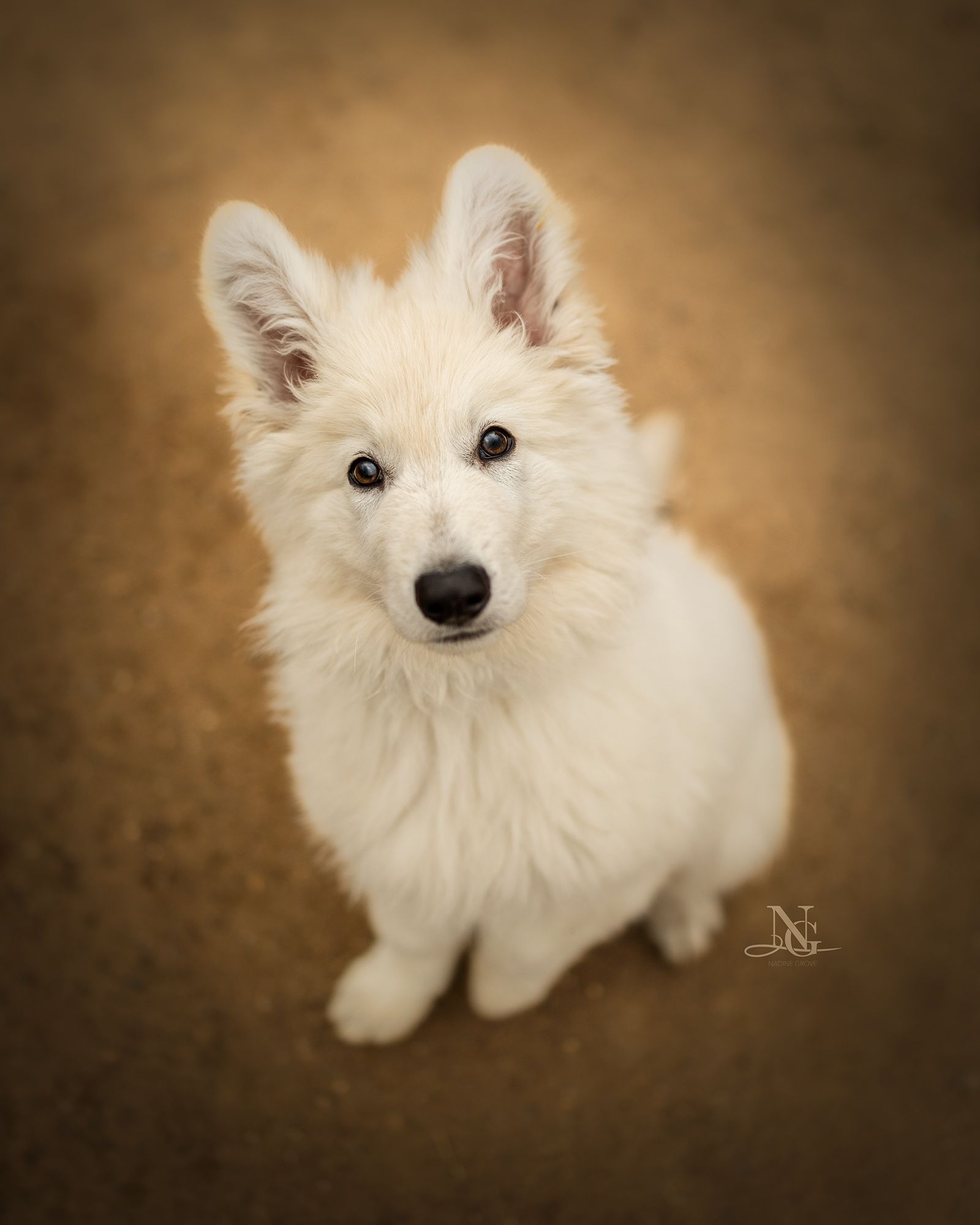 Hochwertiges Outdoor-Portrait eines Weißen Schweizer Schäferhund-Welpen.