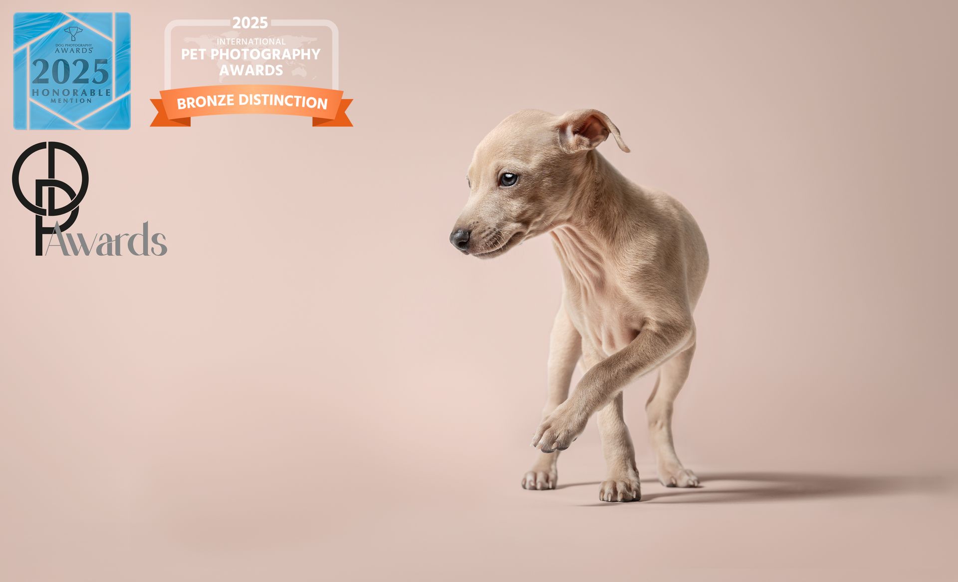 Award prämiertes Foto eines italienischen Windspiel Welpen, der auf die Kamera zuläuft.