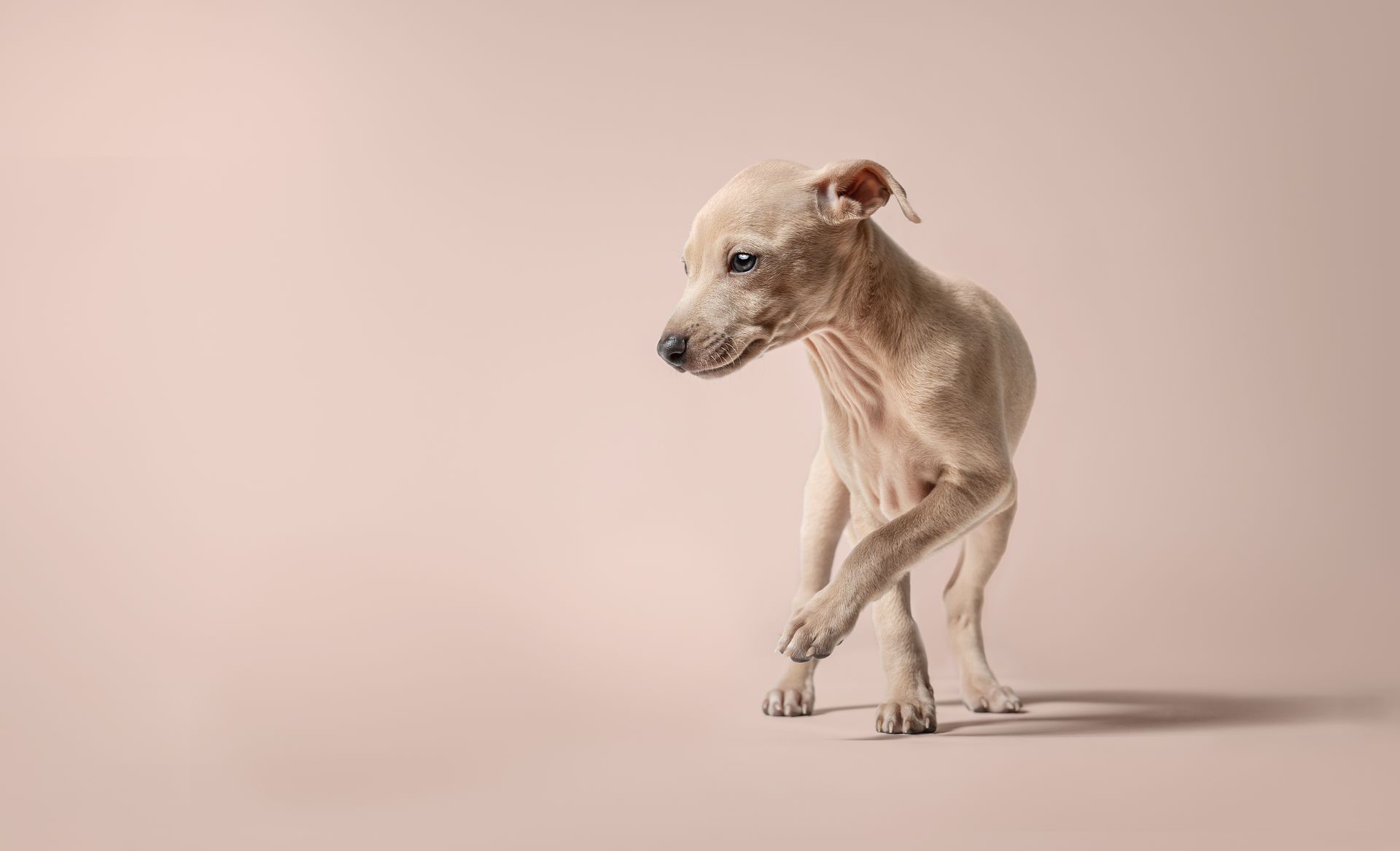 Hochwertiges Studio-Portrait eines beigen Italienischen Windspiel-Welpen, der mit gehobener Pfote auf die Kamera zuläuft.
