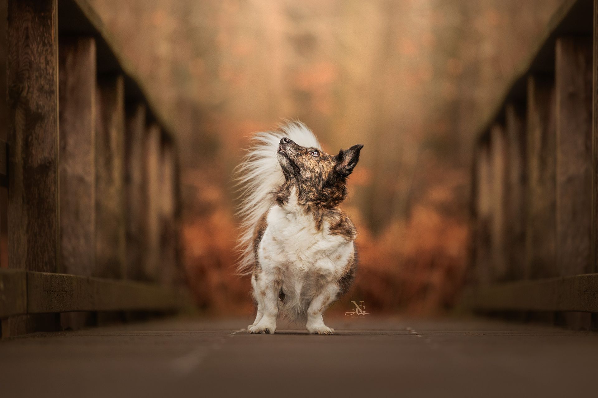 Corgi Hündin auf einem Steg in schönen Herbstfarben. Die Hündin schaut aufmerksam hoch ins Licht.