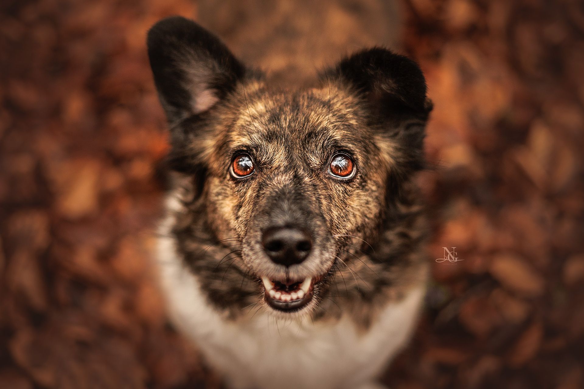 Corgie aus der Vogelperspektive, der Fokus liegt auf den strahlenden Augen des Hundes. 