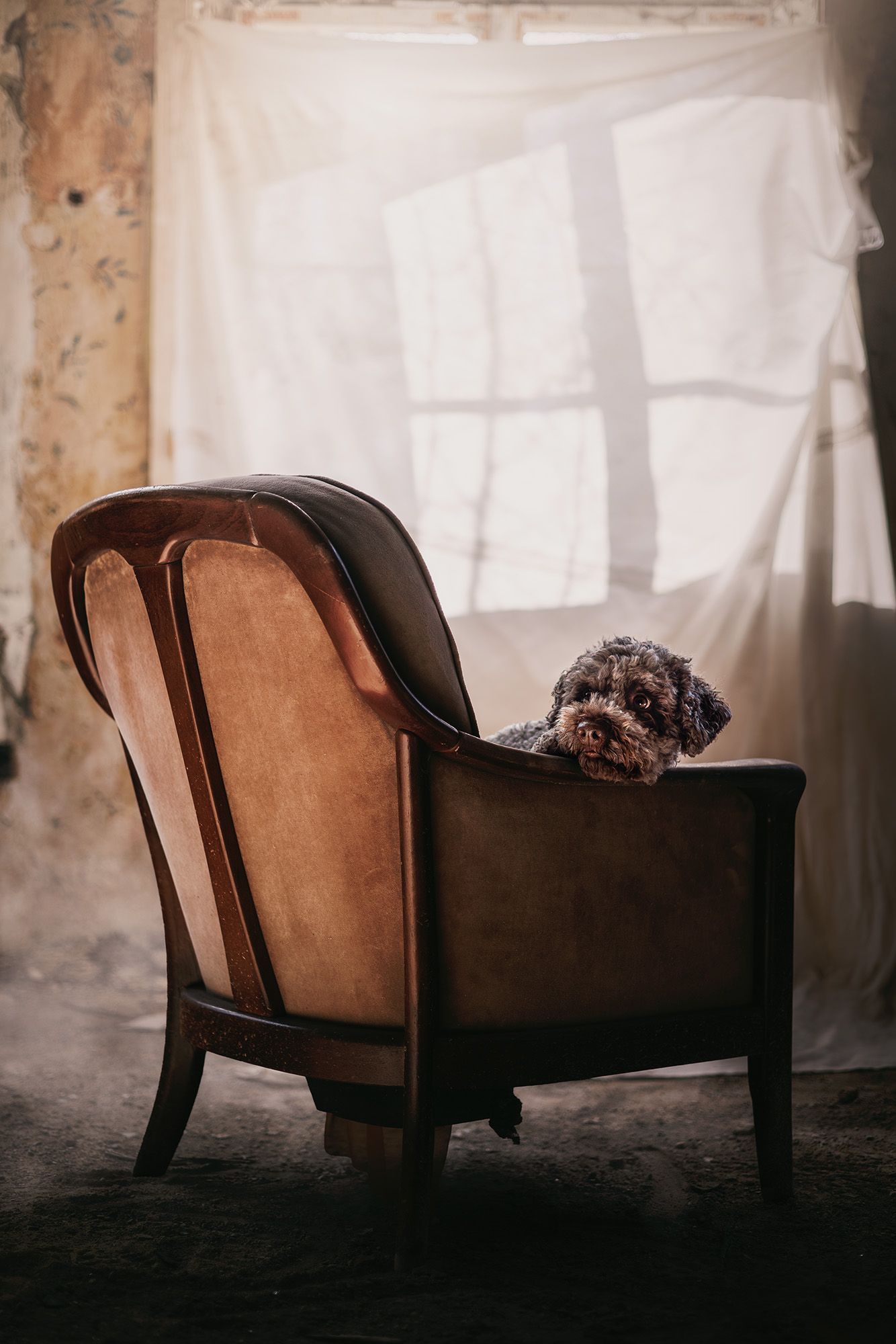 Hochwertiges Fine Art Porträt eines Lagottos in einem Lost Place auf einem Sessel.