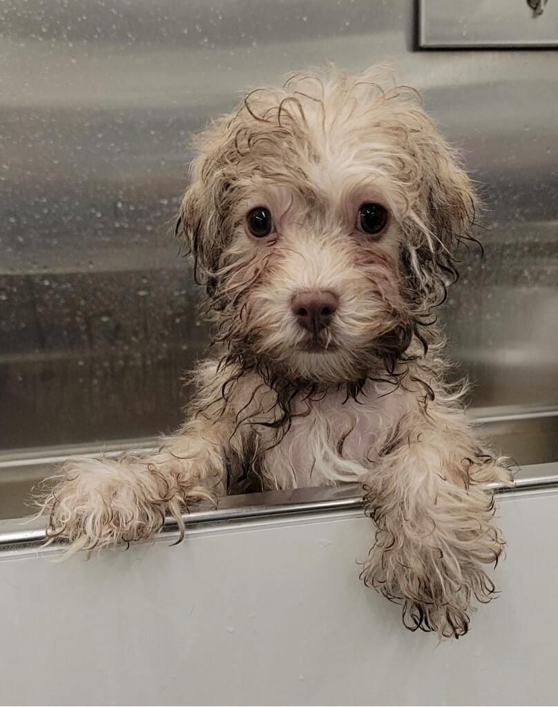 A wet puppy is sticking its head out of a bathtub.