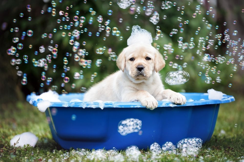 how to bathe a dog