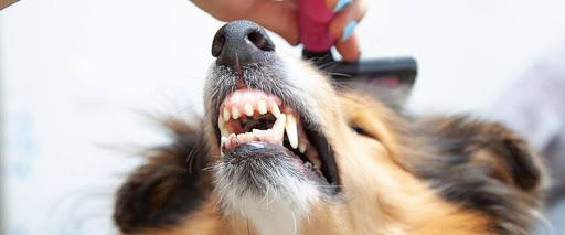 Calming nervous dogs