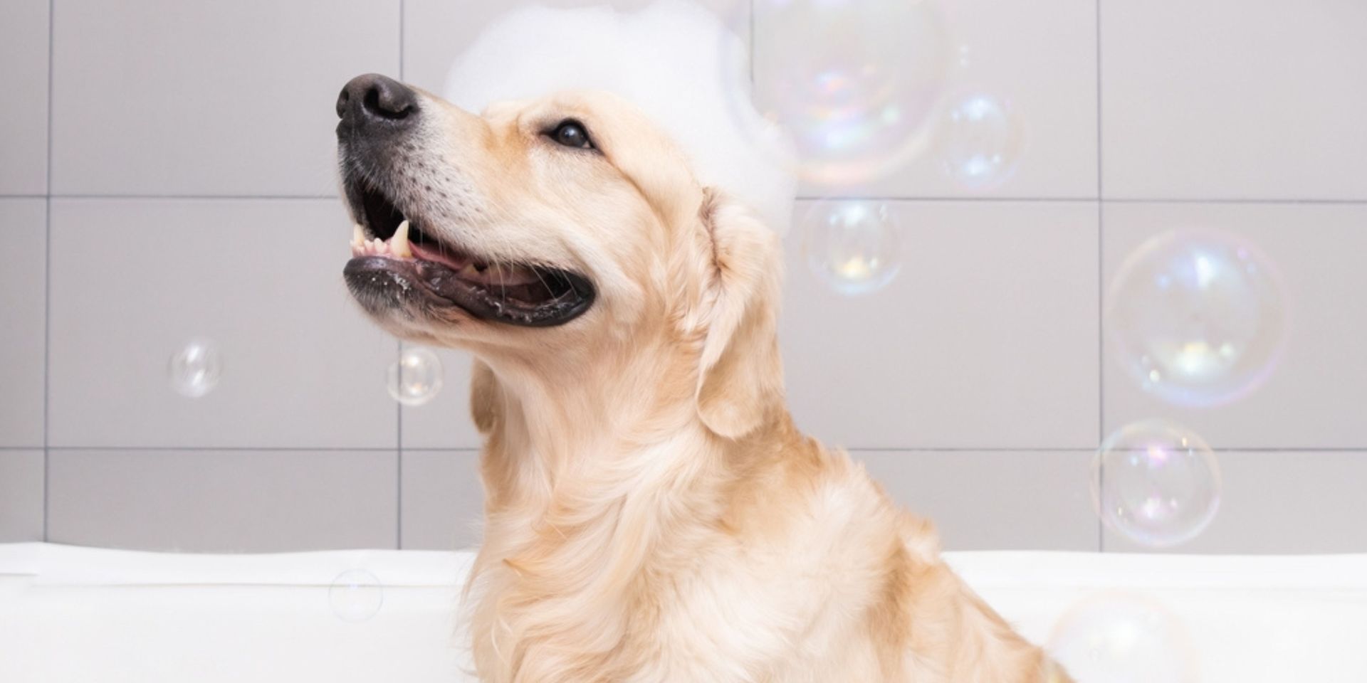 Baby shampoo bottle next to a happy, clean dog.