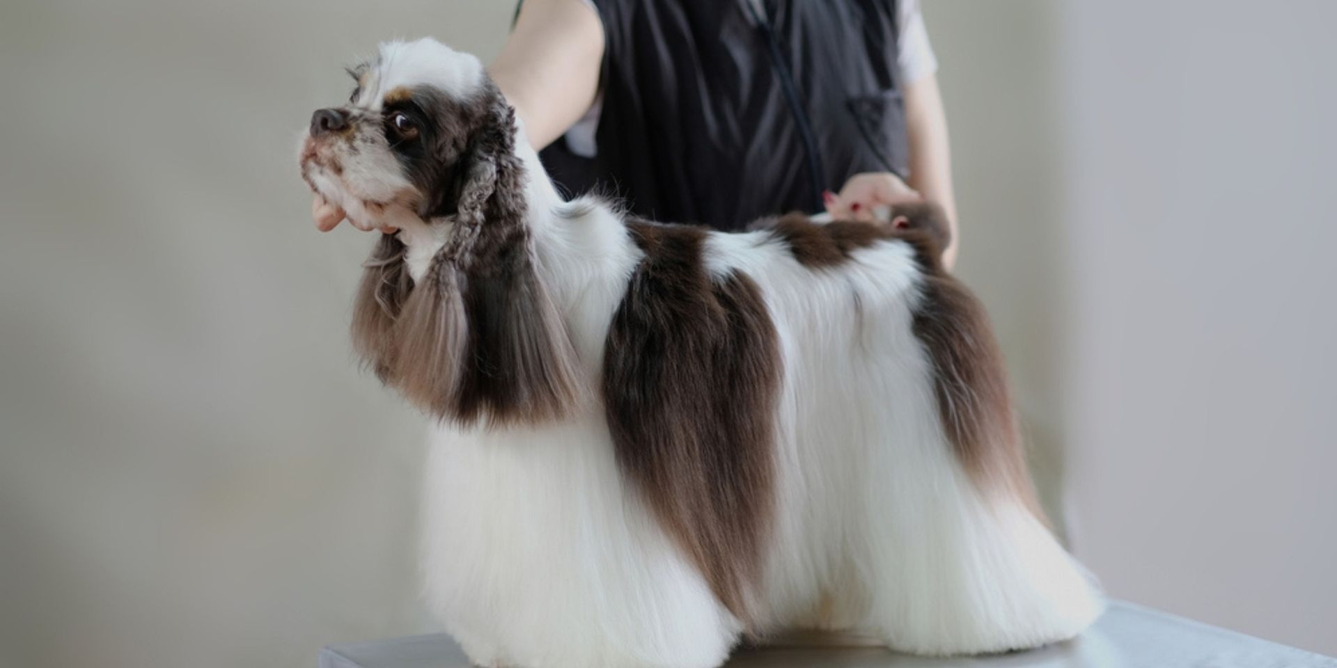 Groomed Cocker Spaniel with neatly trimmed fur.