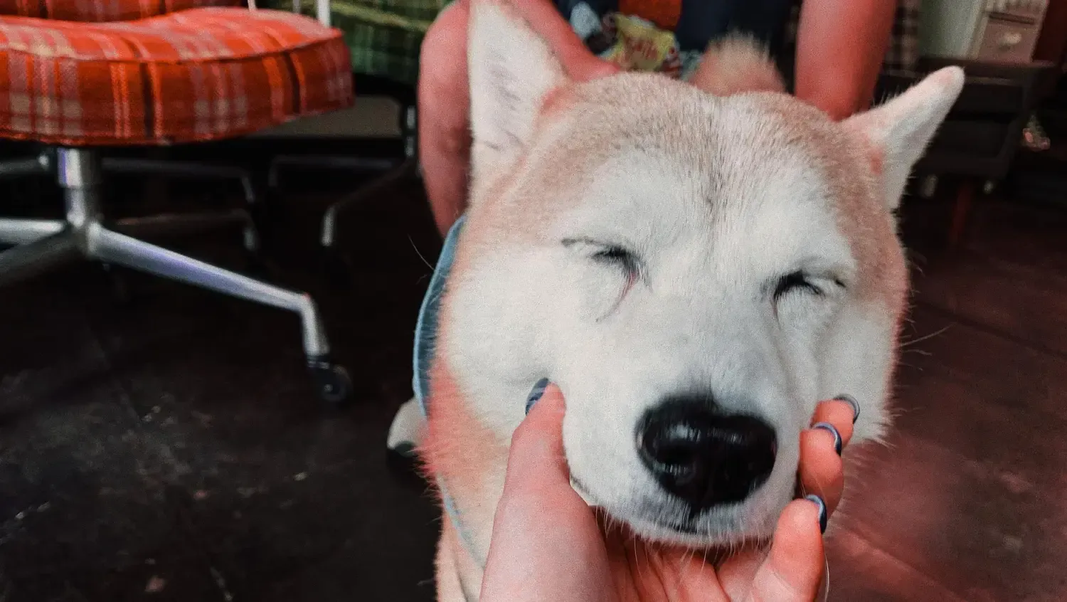 Cut Dog Whiskers Safely