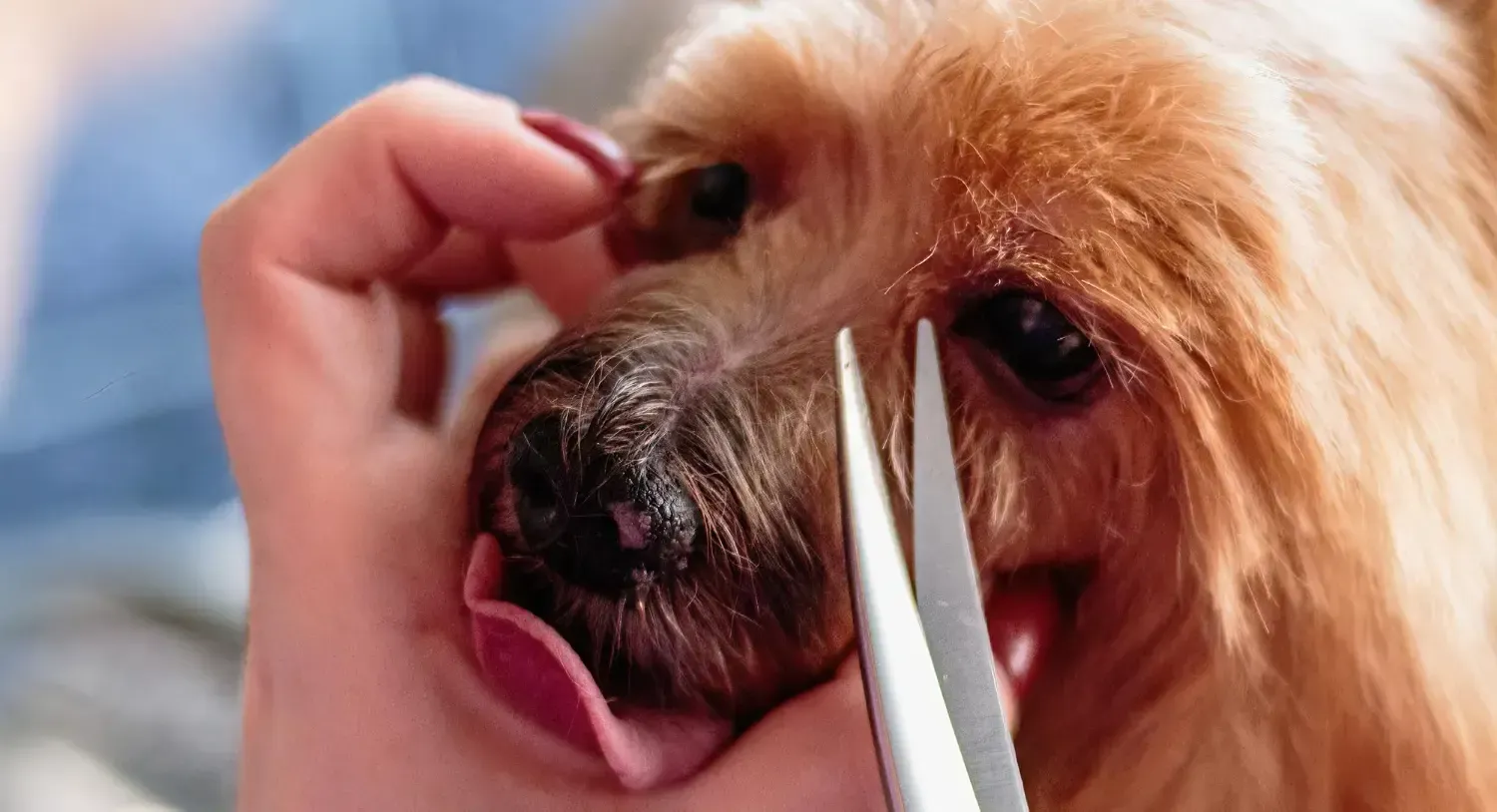 Cut Dog Whiskers Safely