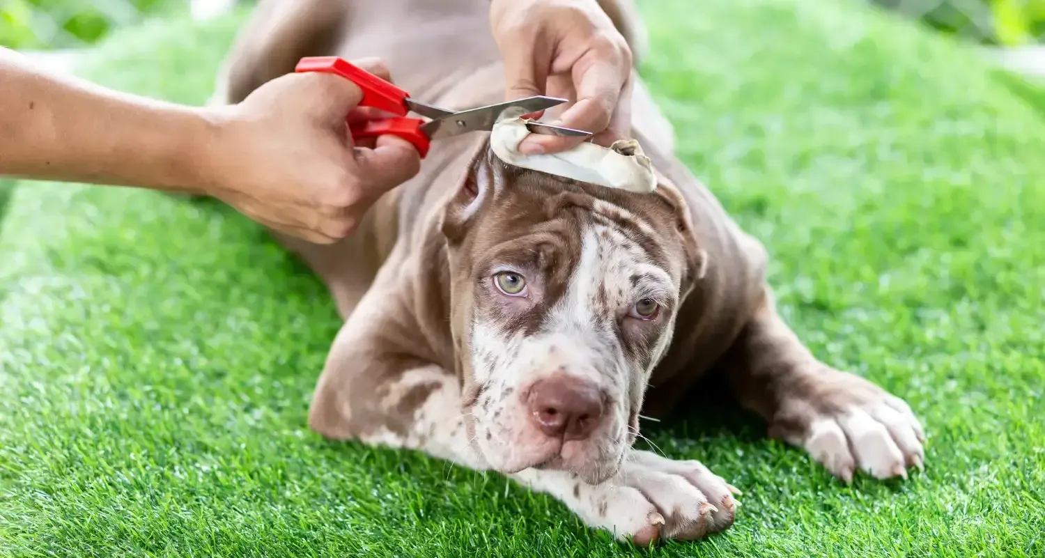 Dog Grooming Mistakes