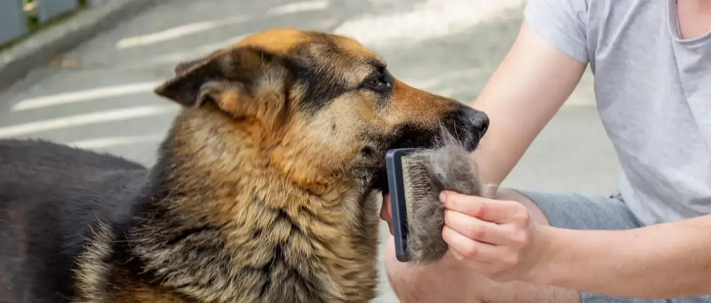 dog grooming at home
