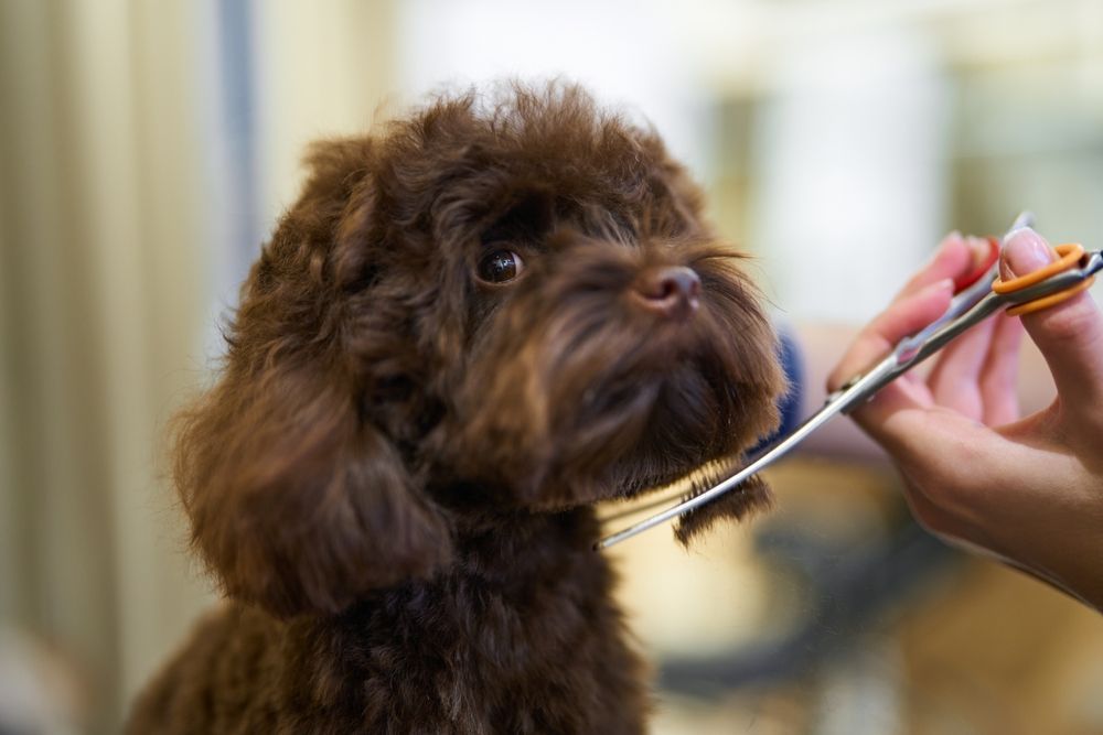 Dog Haircut Styles