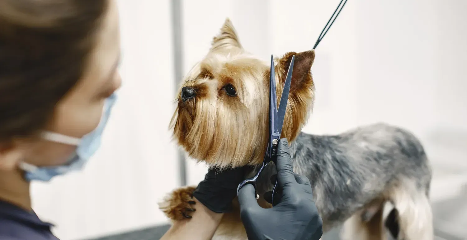 Fix an Uneven Dog Haircut