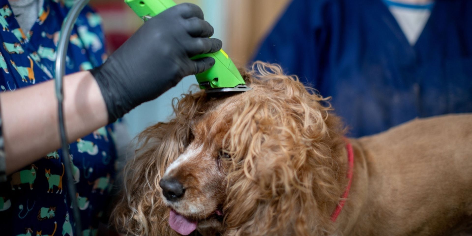 Dog grooming tools and a well-groomed golden retriever.