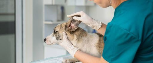How to clean dog ears when wax builds up