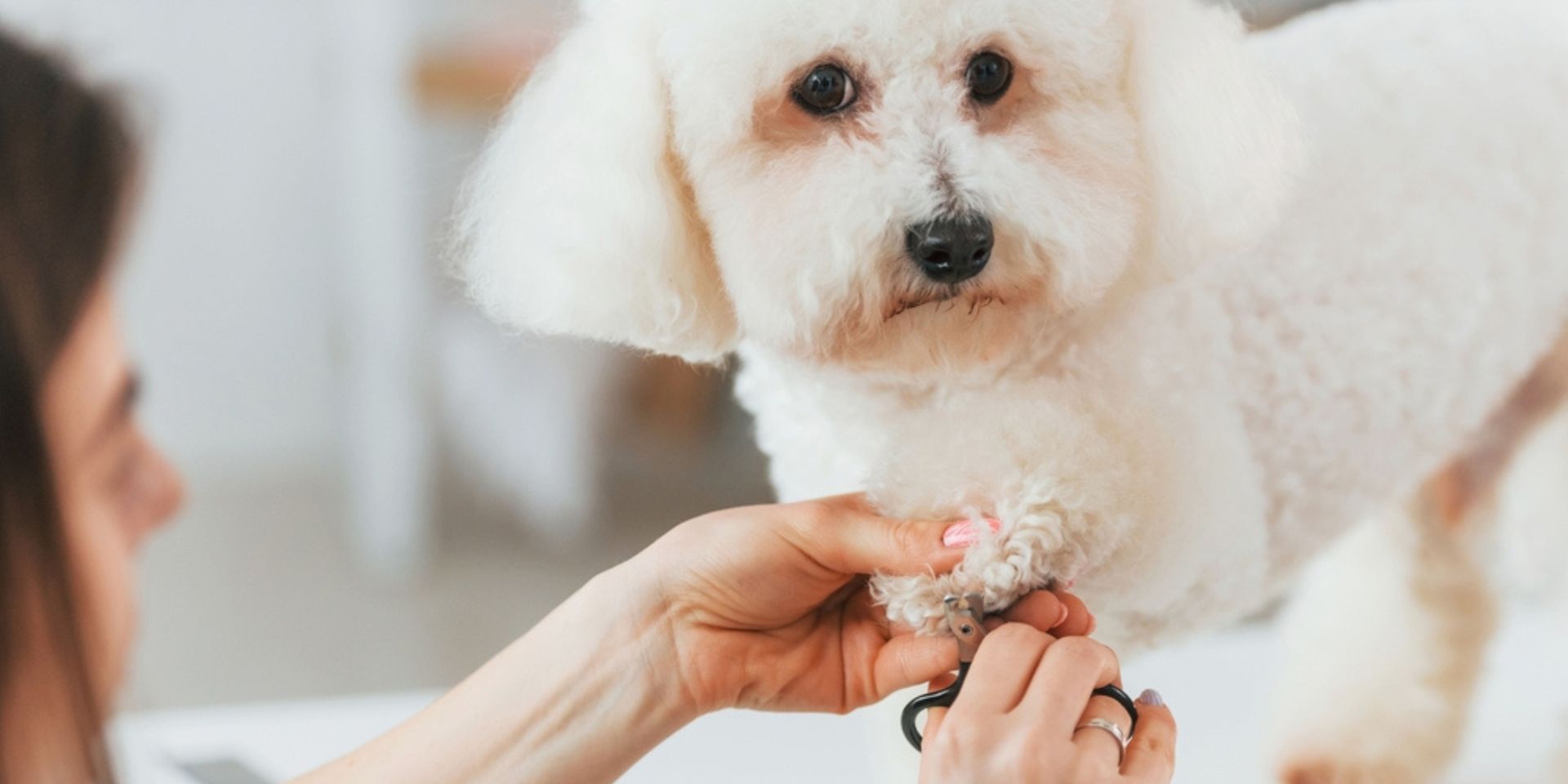 Close-up of dog nail being trimmed with clippers.