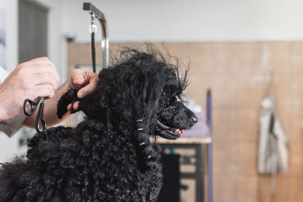 Dangers of Matted Dog Hair