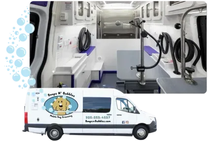 Nail Trimming Mobile Pet Wash Near Me Mobile Pet Home Dog Grooming