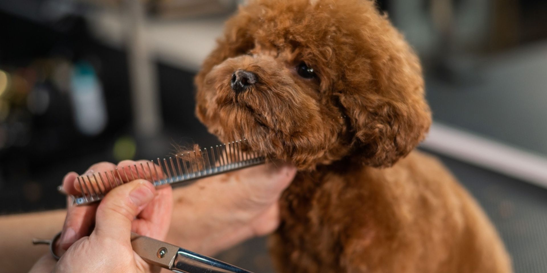 Stylishly groomed poodle with a classic haircut.