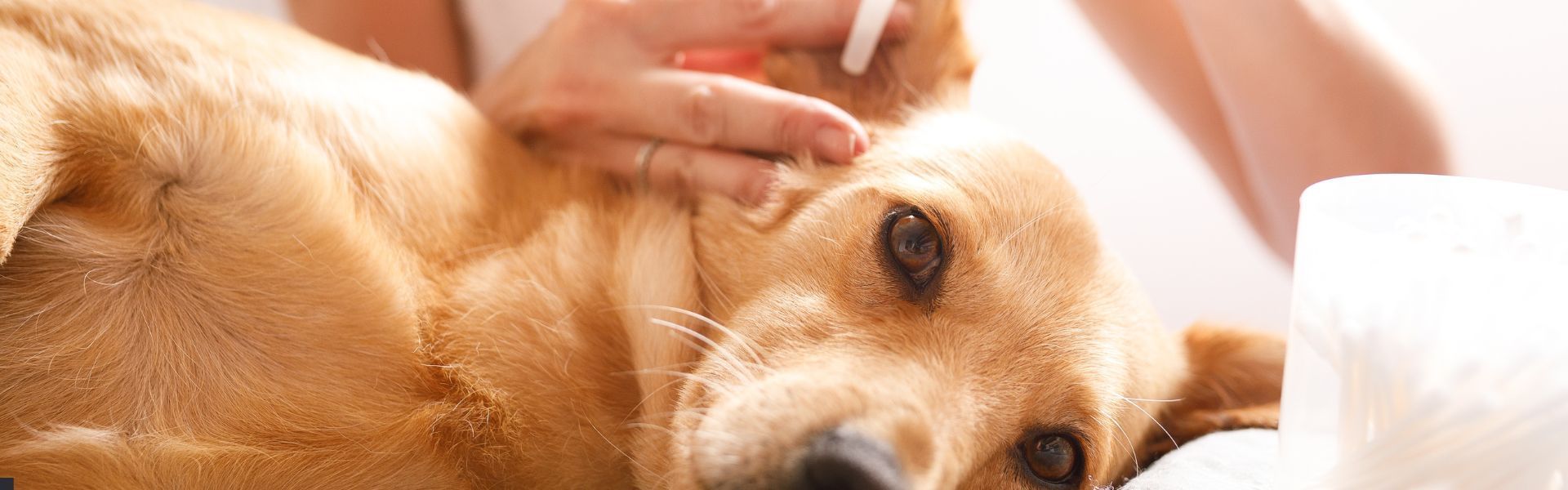 Professional Dog Ear Cleaning Is Essential for Your Pup's Health
