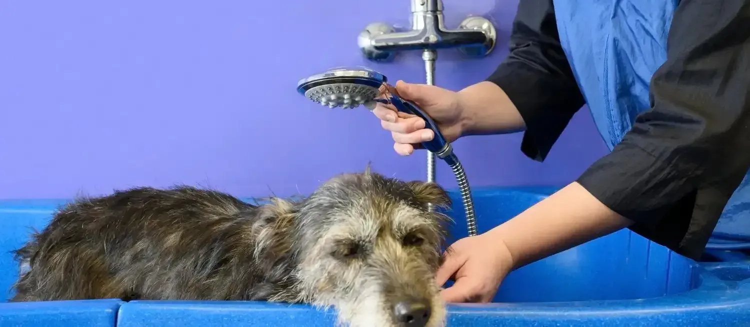 dog grooming at home