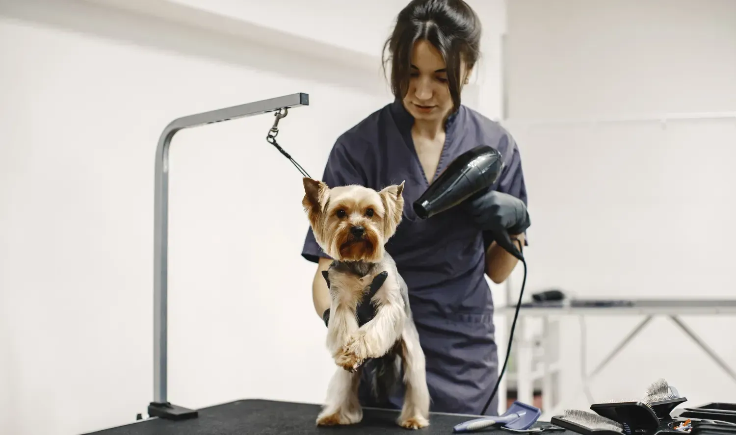 Professional Mobile Dog Groomer