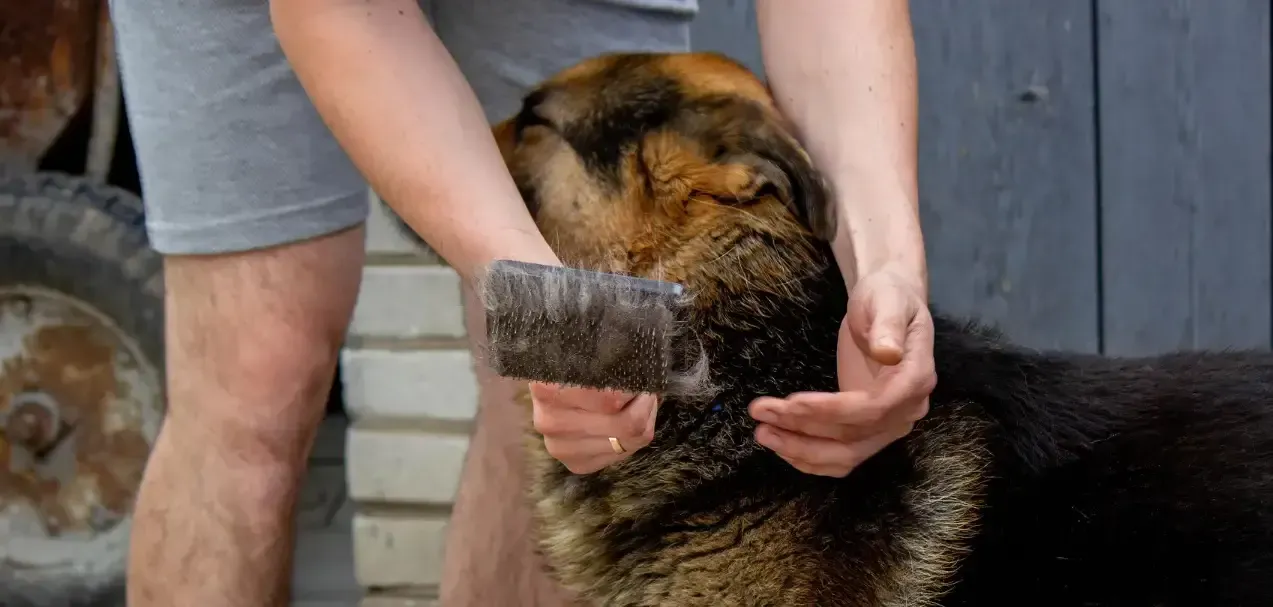 dog grooming at home