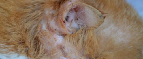 Mobile Dog Grooming and prevention of parasites