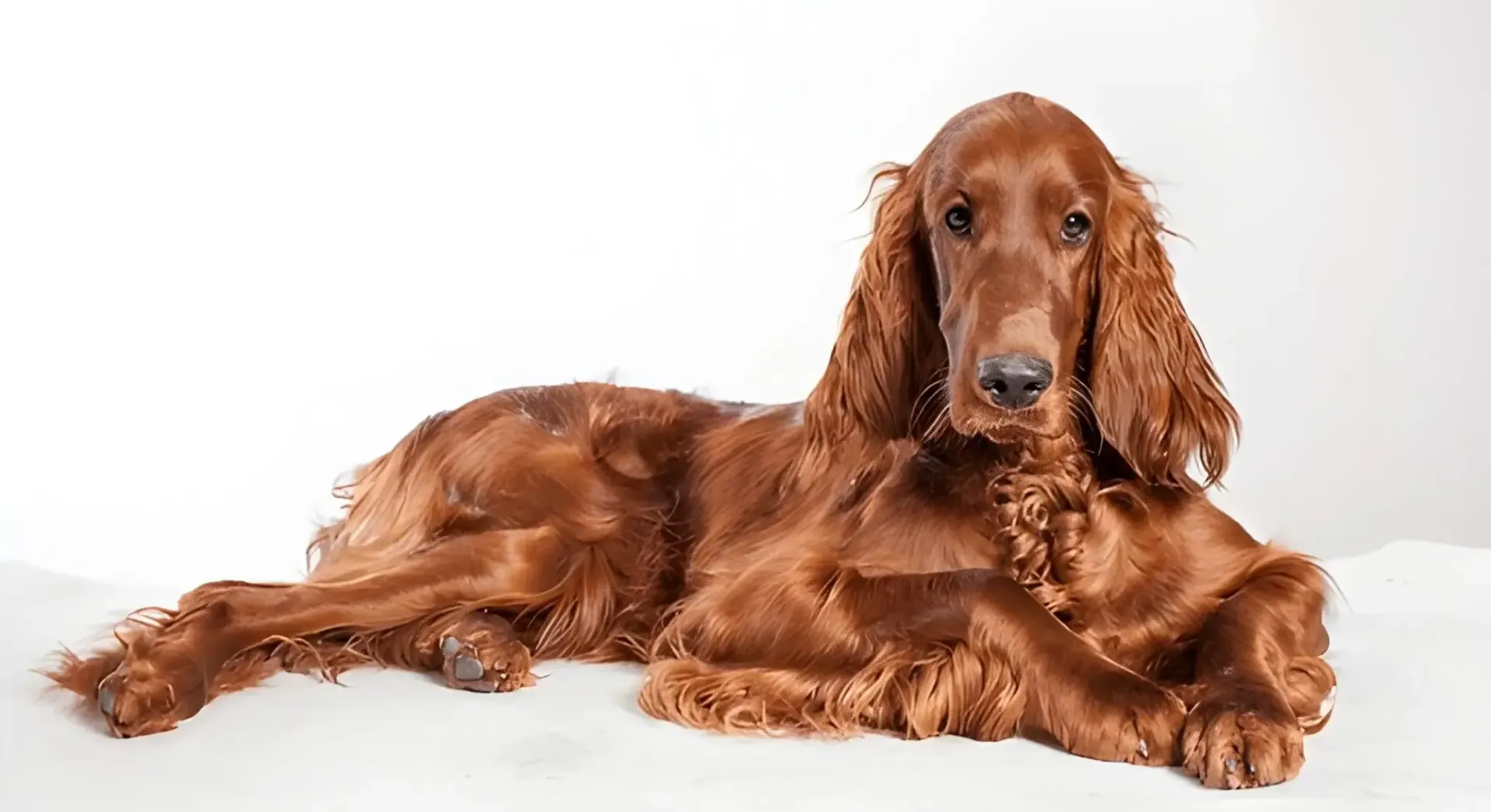 Why Dog Fur Loses Shine