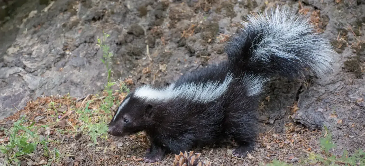 Skunk Smell and Its Stubbornness