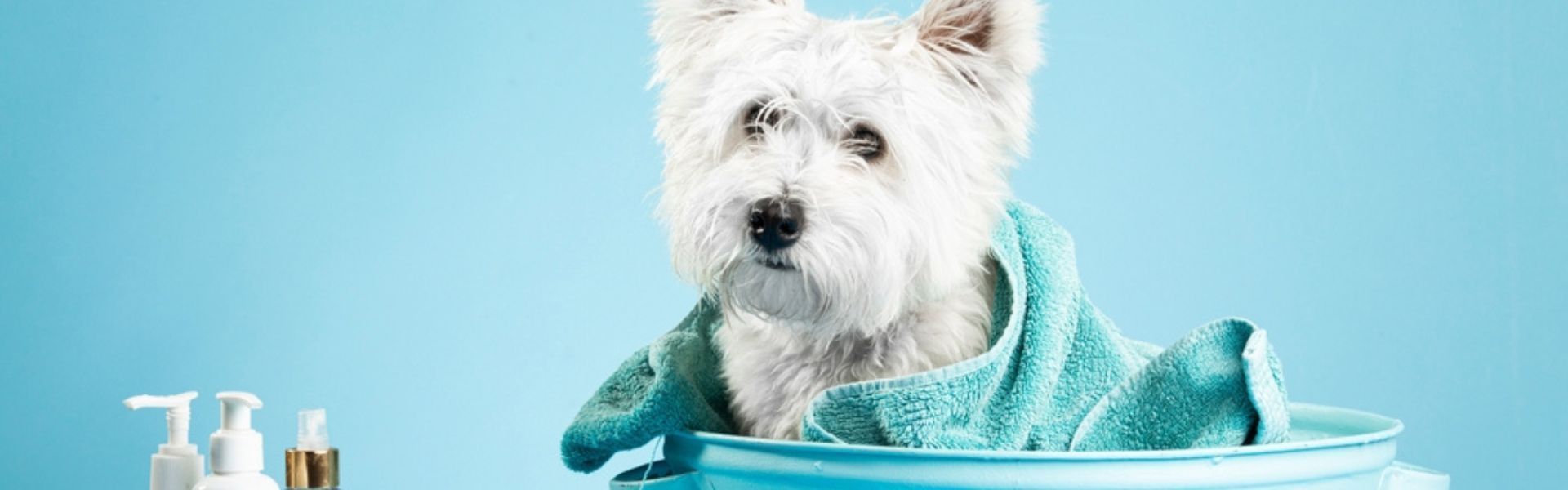 A happy dog being groomed inside a cozy mobile grooming van.