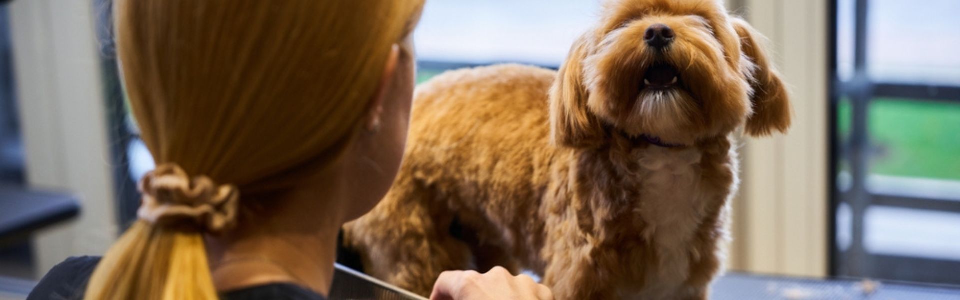 Tips on caring for your dog between grooming appointments to keep them healthy and happy