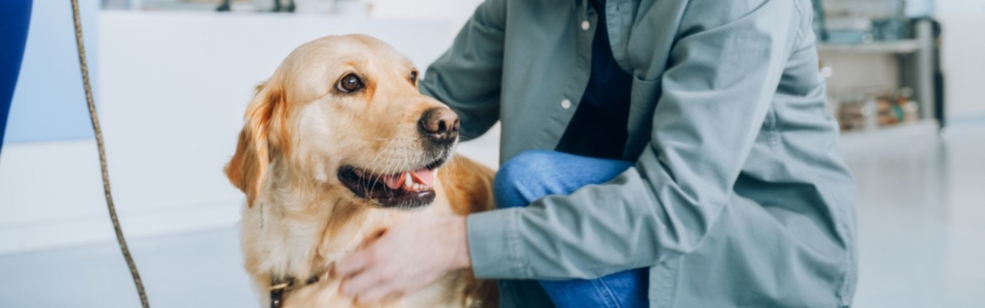 Key factors to consider when choosing a grooming service for your dog.