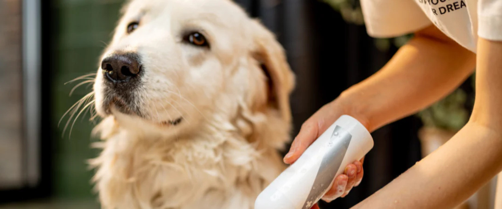 benefits of dog conditioner
