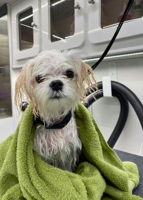 A small white dog is wrapped in a green towel.