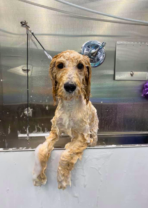 A dog is taking a bath in a bathtub and looking at the camera.