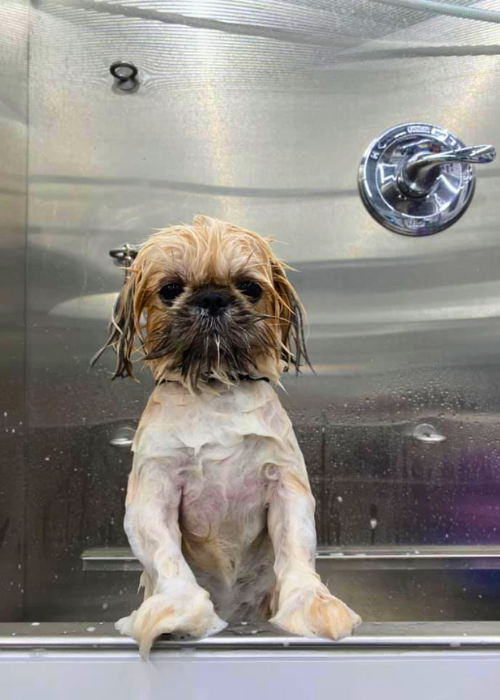 A small dog is sitting in a bathtub looking out the window.