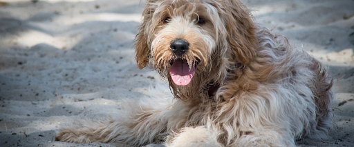 brushing matted fur