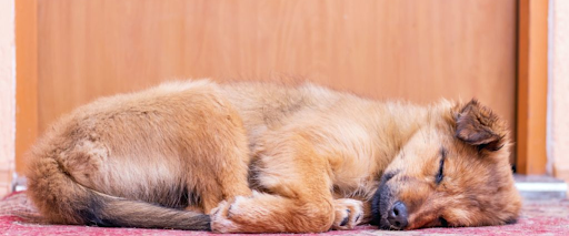 detangling dog hair