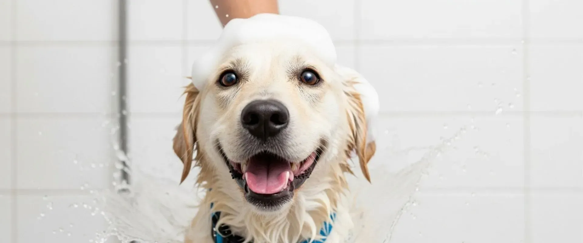 dog coat care routine