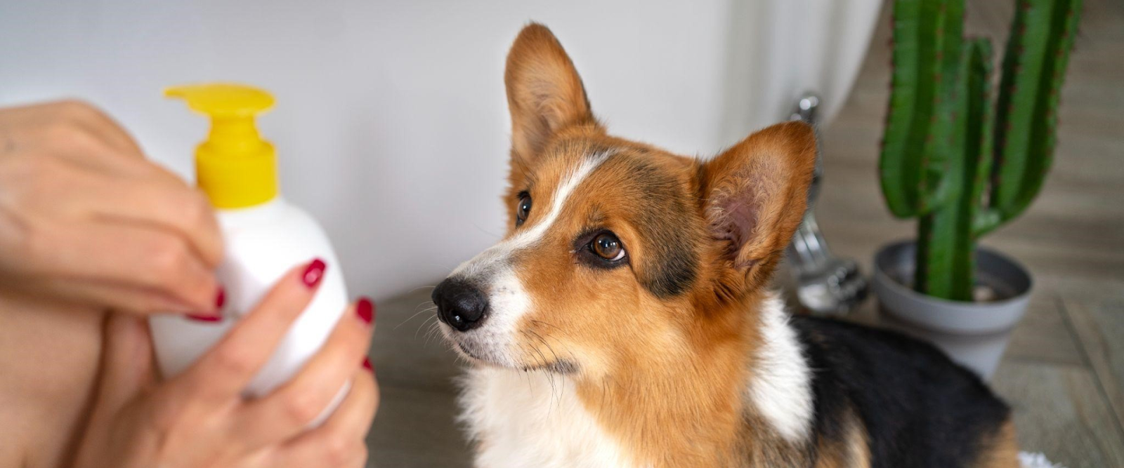 dog conditioner types
