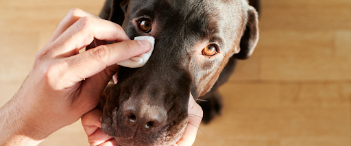 dog eye boogers treatment
