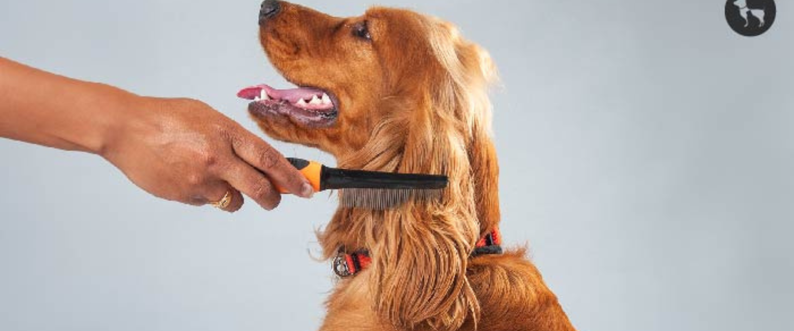 dog grooming schedule