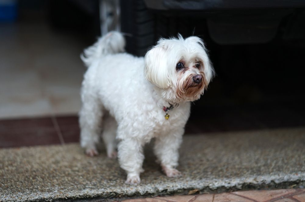 Dog tear stains